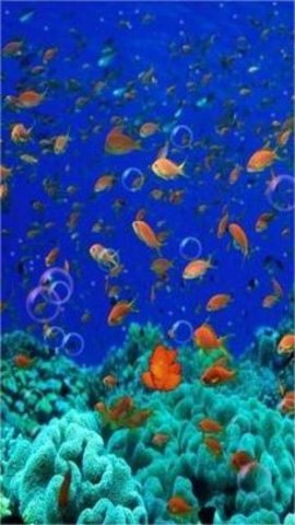 3d海底世界动态屏保
