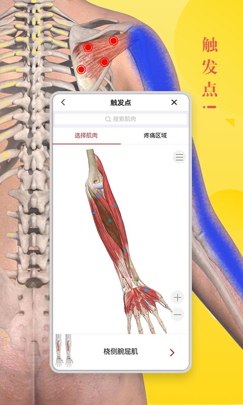 3dbody解剖学专业版截图4