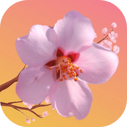 桃花开开游戏