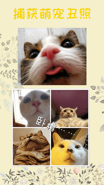 猫语器app截图2