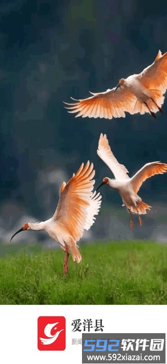 爱洋县app截图1