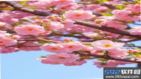 桃气壁纸