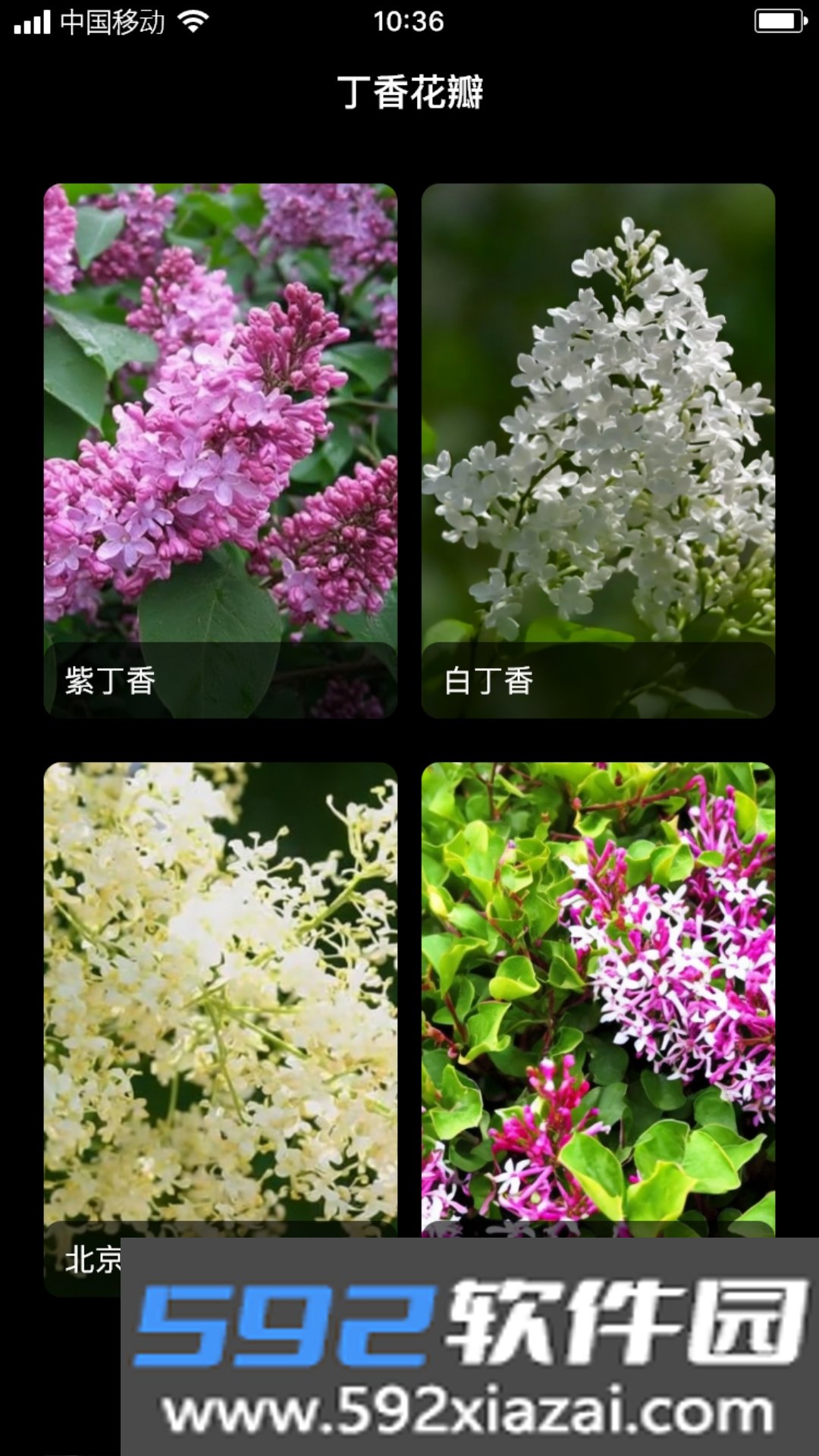 丁香花瓣截图1