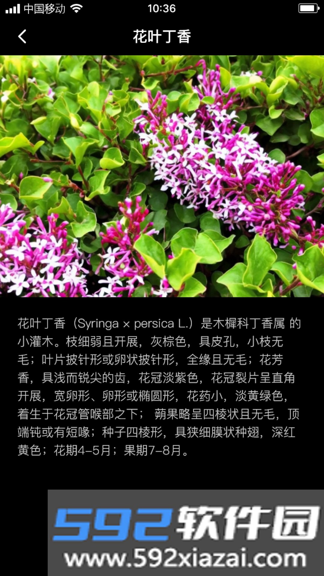 丁香花瓣截图2