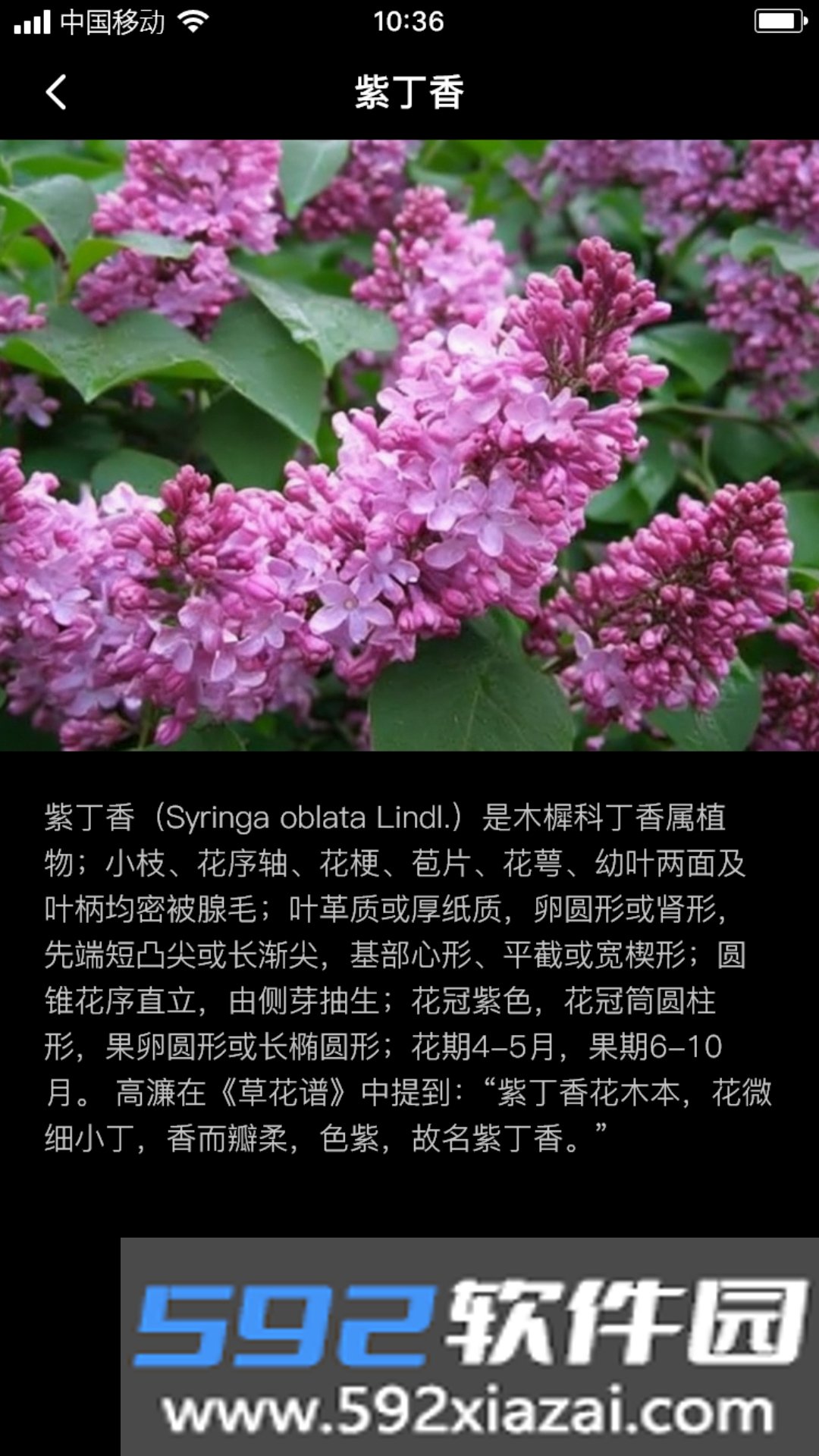 丁香花瓣截图3