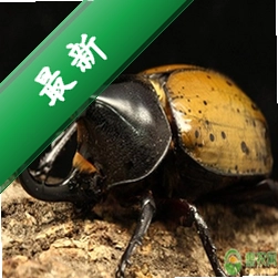 屏译